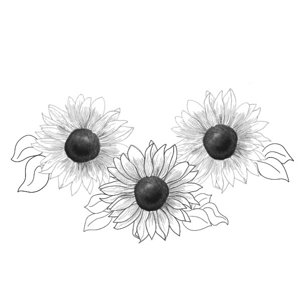 Basic outline drawing of 3 sunflowers in black and white